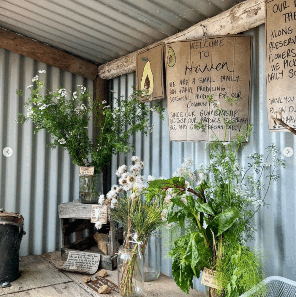 Spray Free produce, seedlings, roadside stall | Denmark - Image 3