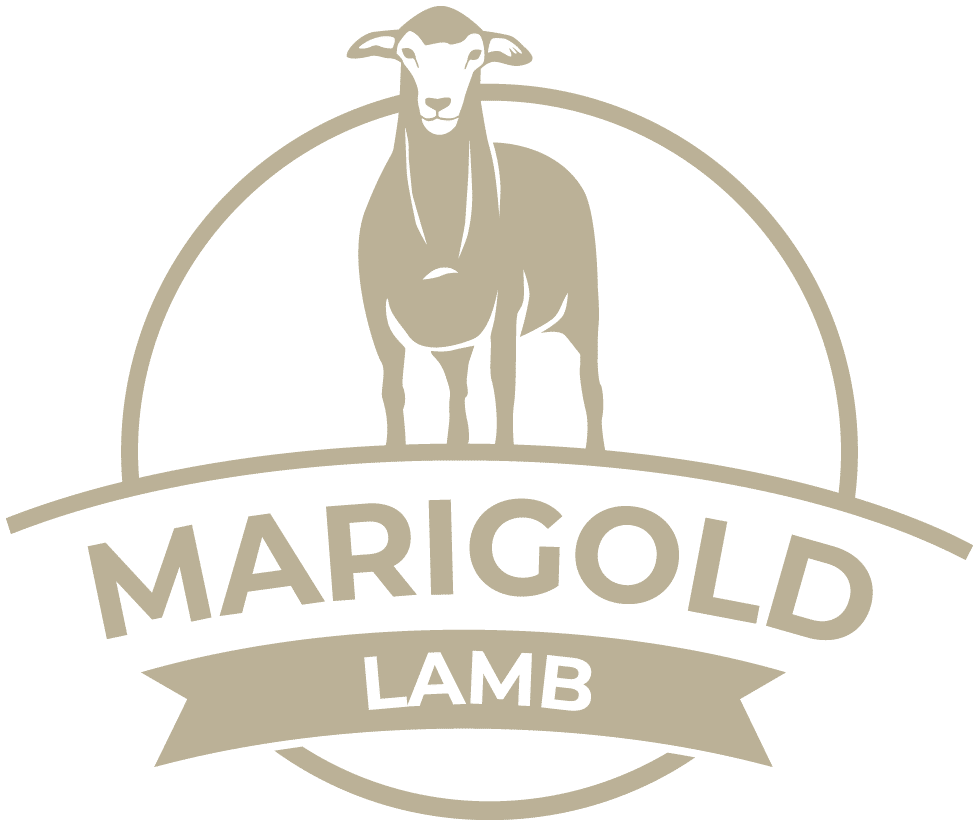 Marigold Lamb - Southwest