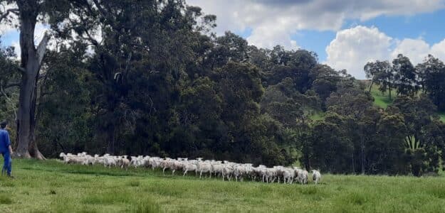 Marigold Lamb - Perth