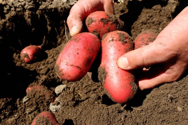 Fresh potatoes from Damper Gully Farms