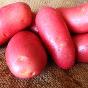 Fresh brushed protatoes from Damper Gully farms