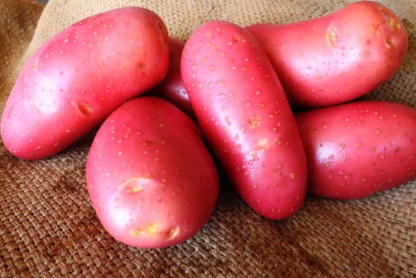 Fresh brushed protatoes from Damper Gully farms