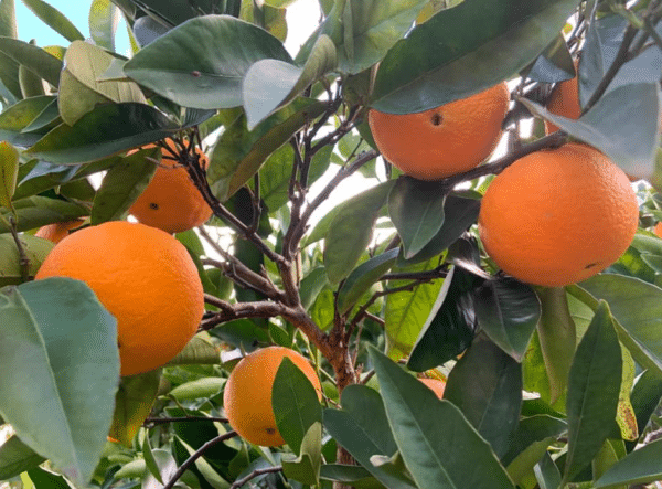 Citrus from the Chittering valley