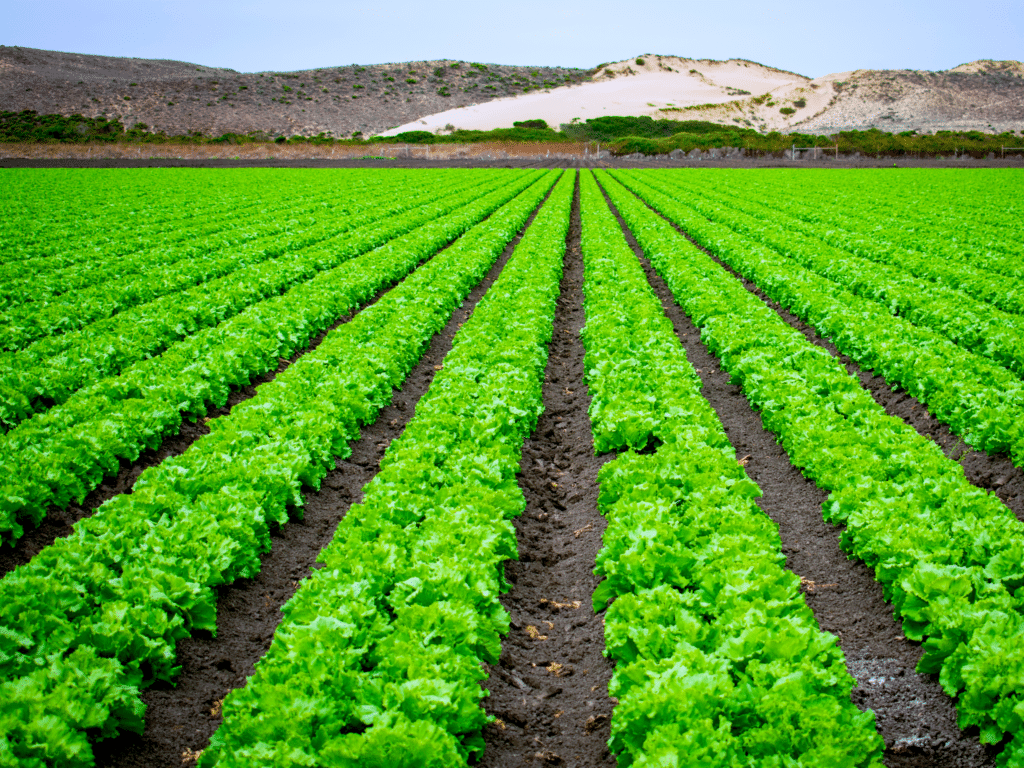 photo of Crop fields