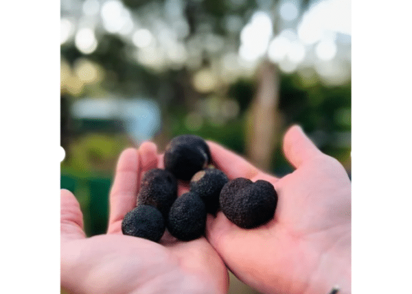 Fresh Truffles from Farm Fresh Truffles near Northcliff WA