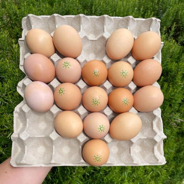 The Natural Circle - Trays of Pasture raised eggs - Image 3