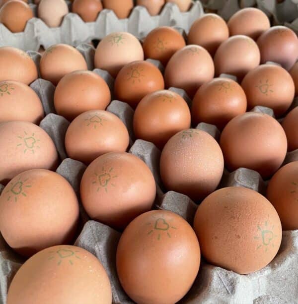 The Natural Circle - Trays of Pasture raised eggs - Image 2