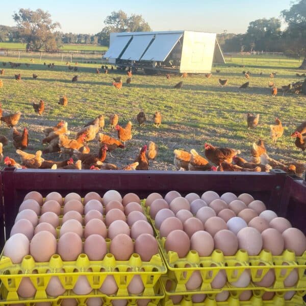 The Natural Circle - Trays of Pasture raised eggs