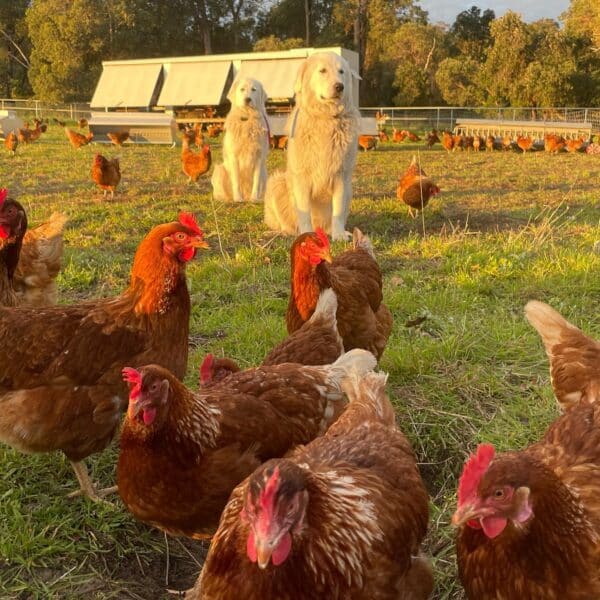 The Natural Circle - Pasture Raised Eggs